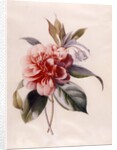 Red Camellia by Unknown