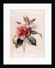 Red Camellia by Unknown