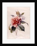 Red Camellia by Unknown
