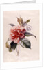 Red Camellia by Unknown