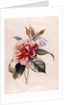 Red Camellia by Unknown