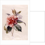 Red Camellia by Unknown