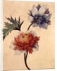 Anemone by Unknown