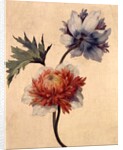 Anemone by Unknown