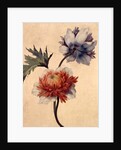 Anemone by Unknown