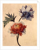 Anemone by Unknown