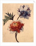 Anemone by Unknown