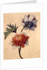 Anemone by Unknown