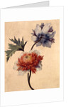 Anemone by Unknown