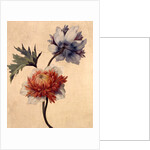 Anemone by Unknown