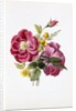 Gloire Rosamel et Rose Banks Jaune by Anonymous