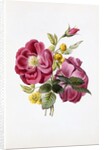 Gloire Rosamel et Rose Banks Jaune by Anonymous