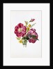 Gloire Rosamel et Rose Banks Jaune by Anonymous