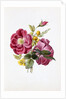 Gloire Rosamel et Rose Banks Jaune by Anonymous