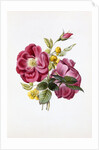 Gloire Rosamel et Rose Banks Jaune by Anonymous