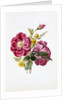 Gloire Rosamel et Rose Banks Jaune by Anonymous