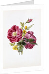 Gloire Rosamel et Rose Banks Jaune by Anonymous