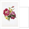 Gloire Rosamel et Rose Banks Jaune by Anonymous