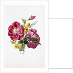 Gloire Rosamel et Rose Banks Jaune by Anonymous