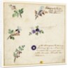 Design for embroidery on men's waistcoats by Jean Pillement