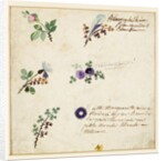 Design for embroidery on men's waistcoats by Jean Pillement