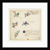 Design for embroidery on men's waistcoats by Jean Pillement
