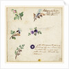 Design for embroidery on men's waistcoats by Jean Pillement