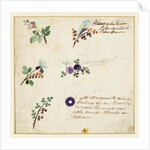 Design for embroidery on men's waistcoats by Jean Pillement