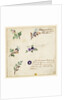 Design for embroidery on men's waistcoats by Jean Pillement