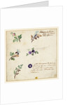 Design for embroidery on men's waistcoats by Jean Pillement