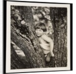 Young boy sitting in tree by Curtis Moffat