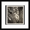 Young boy sitting in tree by Curtis Moffat