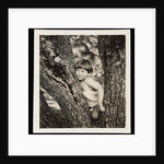 Young boy sitting in tree by Curtis Moffat