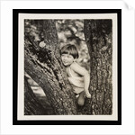 Young boy sitting in tree by Curtis Moffat