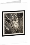 Young boy sitting in tree by Curtis Moffat