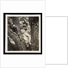 Young boy sitting in tree by Curtis Moffat