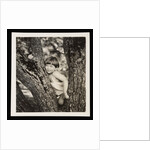 Young boy sitting in tree by Curtis Moffat