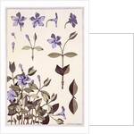 Perriwinkle by Eugène-Samuel Grasset