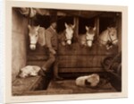 Captain Oates, expedition team member, with ponies and dogs by Herbert George Ponting