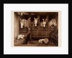 Captain Oates, expedition team member, with ponies and dogs by Herbert George Ponting