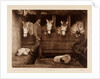 Captain Oates, expedition team member, with ponies and dogs by Herbert George Ponting