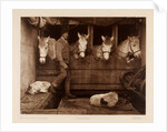 Captain Oates, expedition team member, with ponies and dogs by Herbert George Ponting