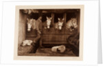 Captain Oates, expedition team member, with ponies and dogs by Herbert George Ponting