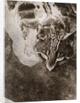 Die Katze by László Moholy-Nagy