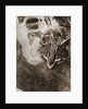 Die Katze by László Moholy-Nagy