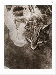 Die Katze by László Moholy-Nagy