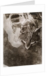 Die Katze by László Moholy-Nagy
