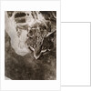 Die Katze by László Moholy-Nagy