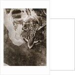 Die Katze by László Moholy-Nagy