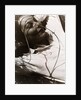 Ellen by László Moholy-Nagy
